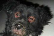 小狗犬瘟病症状大揭秘（小狗犬瘟病初期表现及防治方法一网打尽）