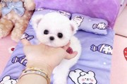 养茶杯犬需慎重考虑的财力问题（为何养茶杯犬需考虑财力？（）