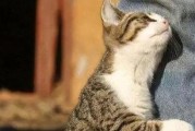 揭秘猫咪行为之猫为何舔人？（了解猫咪舔人的原因和意义）