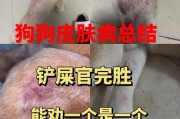狗狗皮肤病周围变黑，究竟是何种病？（解密狗狗皮肤病变黑的原因及治疗方法）