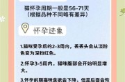 小猫孕期的频率和特点（探究小猫孕期的周期和变化）