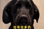 拉布拉多生完多久洗澡合适？（拉布拉多产后护理及洗澡时间表）