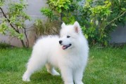 常见宠物犬20种（了解常见的宠物犬品种，选择适合你的伙伴）
