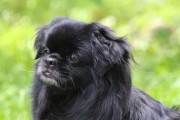 的犬类世界（探索犬种的多样性与特点）