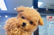 贵兵犬泰迪的魅力与特点（探寻贵兵犬泰迪的颜色之谜）