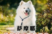 宠物犬营养需求指南（健康成长的关键，萨摩犬6个月的饮食要点）