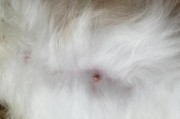 母猫的假怀孕现象及原因剖析（探究母猫假怀孕的行为和心理，揭示其生理背后的奥秘）
