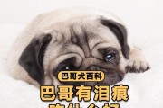 解决狗狗泪痕问题的食物之道（喂养正确食物是消除狗狗泪痕的关键）