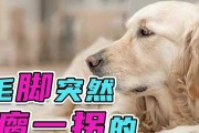 金毛突然瘸了，该吃什么药？（探讨金毛瘸腿的原因和选择合适的药物治疗方式）