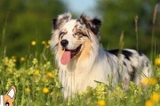 澳洲牧羊犬的饲养要点（以宠物为主，打造忠诚可爱的好伙伴）