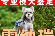 如何鉴定纯种雪纳瑞犬？（掌握关键特征，识别纯正品种）