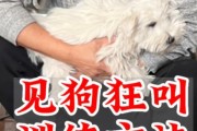 小狗为什么一直叫唤？（探究小狗叫唤的原因及解决方法）