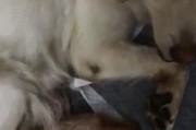 母狗产后应该吃点什么？（了解产后母狗的症状和护理方法，让你的宠物更健康。）