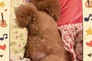 狗狗也会来姨妈？如何妥善照顾它们？（引起重视，了解如何帮助你的毛孩度过姨妈期）