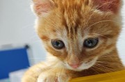 猫咪的营养需求（保证宠物猫咪的健康成长）