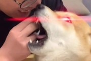 狗狗为何不理主人？（探索狗狗不理主人的原因和解决方法）