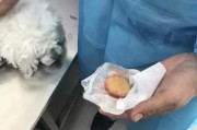 狗结石饮食指南（预防和治疗以狗结石的正确饮食方法）