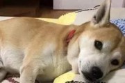 小狗为什么睡觉沉（探索小狗睡眠习惯的原因）