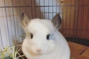 养龙猫必备技巧，新手也能养出胖龙猫（掌握这些技巧，让你的龙猫健康成长）