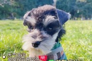狗狗拉肚子，如何帮助其尽快恢复？（探究适合狗狗拉肚子的药物及措施）