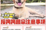 换狗粮引发腹泻的原因及注意事项（了解腹泻的根源，谨慎选择新狗粮）