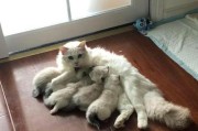 猫猫怀孕了需要注意的事项（猫猫怀孕期间的健康护理与饮食需求）