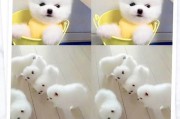 博美犬7个月为什么不换毛？（探索博美犬不换毛的原因及可能的解决方案）