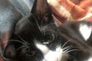 揭秘猫鼻子前的黑色物质（探究猫咪身体的奥秘，揭开黑色物质的真相）