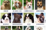 罗福梗饲养全攻略（养只健康、快乐的罗福梗，教你如何养护它）