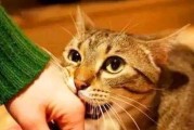猫咪出生后需接种哪些疫苗？（保护它们健康成长，接种疫苗是关键！）