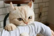 如何训练你家猫咪（掌握技巧让宠物更亲近）