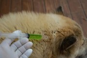 狗狗打架的原因及应对方法（了解狗狗打架的原因，掌握正确的处理方法）