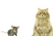 小花猫的天性与抓老鼠本领（依靠嗅觉识别老鼠气味的关键）