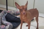 小鹿犬刚断奶后的饮食选择（科学合理的饮食帮助小鹿犬健康成长）