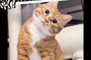 以猫店的猫咪品种多样，满足各类猫奴的需求（探索猫店中的不同猫咪品种及其特点）