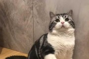 狸花猫与美国短毛猫的区别（探究两种猫咪的特点和特色）