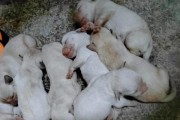 如何让拉布拉多幼犬健康快速成长（科学饮食+适当运动=拉布拉多快速成长）