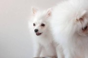 养萨摩耶犬的人的共同特点（只有拥有这些特征的人，才适合饲养萨摩耶犬）
