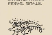 黑龙鱼的饲养方法（从选购到养护，一步步教你如何养活黑龙鱼）