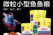 孔雀鱼——色彩斑斓的水族之美（探秘孔雀鱼的品种、特征与养殖技巧）