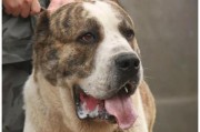 家庭安全无忧，养猛犬如何选择？（解析适合家庭养育的六种猛犬及安全措施）