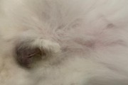 狗狗绝育前后的明显变化（亲身经历告诉你真的有很大不同）