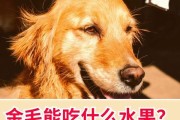 如何让金毛发毛更健康（金毛发毛的关键营养素及饮食建议）
