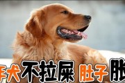 狗肚子胀的原因及解决方法（揭秘狗肚子胀的原因与常见处理方法）