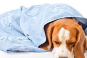 如何预防幼犬感冒？（宠物养护专家教你预防幼犬感冒的方法）