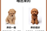 泰迪狗掉胎毛周期的长短及影响因素（揭秘泰迪狗掉胎毛的时间和如何减少掉毛量）