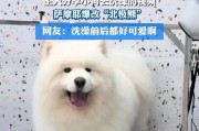 萨摩犬洗澡频率的正确选择