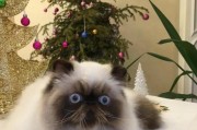 喜马拉雅猫的饲养方法（做个贴心的猫奴，让喜马拉雅猫健康快乐生活）