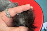 狗耳朵里长褐色的东西到底是什么？（揭开狗耳朵褐色物质之谜，保护宠物耳朵健康！）