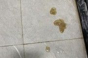 小狗为什么会在吃药后呕吐？（探究小狗吃药后呕吐的原因及解决办法）